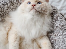 三个月小猫多大？了解幼猫成长的关键时期