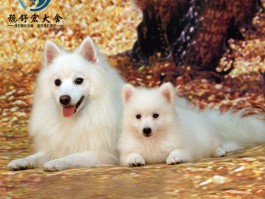 两个月雪纳瑞牙齿：关注幼犬口腔健康