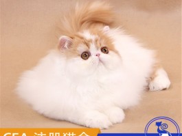 一个月小狗怎么养：新手养狗攻略