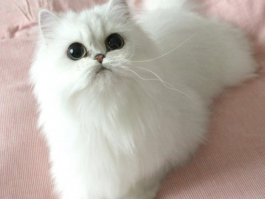 猫咪子宫蓄脓药物治疗：全面解析与应对策略
