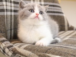 三个月喜乐蒂犬：健康成长的关键指南
