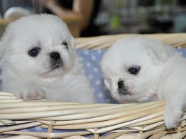 马犬三个月吃什么食物：均衡营养，健康成长