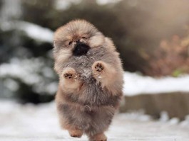 5个月的猫算幼猫吗？揭秘猫咪成长的关键阶段