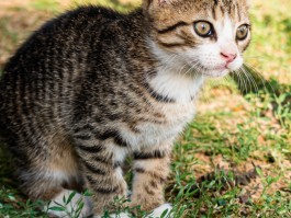 猫脸很短什么原因 - 宠物医生专业解答