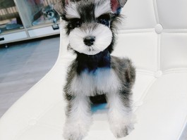 2个月雪纳瑞叫：探索幼犬叫声背后的原因与应对策略