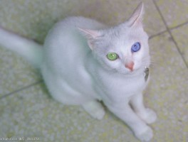九个月母猫体重：健康标准与饮食建议