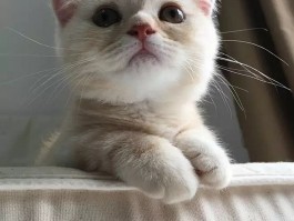 饿死的狗狗：一个令人深思的悲剧