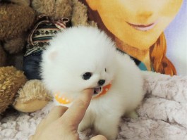 宠物一闻就死什么原因呢？揭秘背后的真相