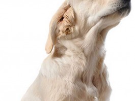 养个泰迪一个月多少钱？全面解析泰迪犬养育成本