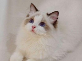 猫打仗什么原因？揭秘猫咪间的战斗真相