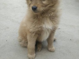 哈士奇一个月多大：了解幼犬成长的关键期