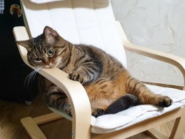 下司犬几个月可以打猎：了解成长周期与训练要点