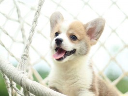 狗狗动态图：捕捉宠物的每一个精彩瞬间