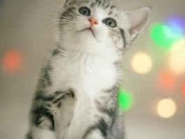 猫咪洗澡后怎么吹干：宠物护理全攻略