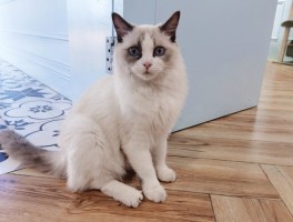 猫咪两个月两斤：健康成长的关键因素