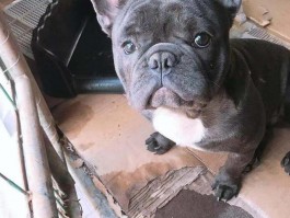 泰迪狗狗几个月生小狗：揭秘泰迪犬的繁殖周期