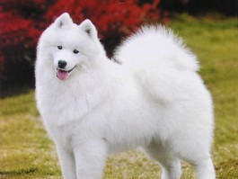 巴哥几个月是尴尬期？揭秘巴哥犬成长中的关键阶段