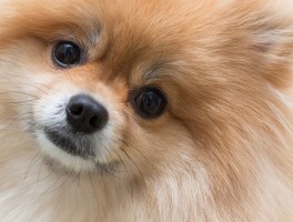 狗狗尿血是怎么回事