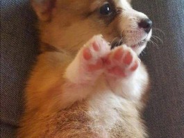 猫咪越来越臭：找出原因及解决方法