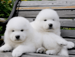3个月大比熊犬怎么养：全方位护理指南