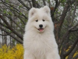 猫咪吐绿色：原因与应对措施