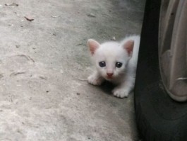 猫咪眼角有白色分泌物：原因与应对方法