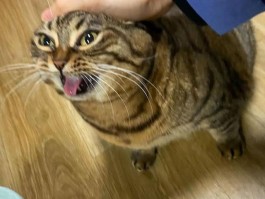 猫咪CFA：探索猫咪的世界与CFA认证的重要性