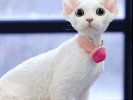四个月昆明犬：健康成长的关键时期
