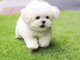 一个月幼狗吃什么好：营养均衡的成长食谱