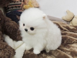 3个月小博美：健康成长的关键指南