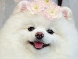 猫太胖是什么原因