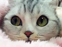 猫咪脾气大：揭秘背后的原因与应对策略