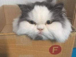 狗狗不停的喘粗气怎么办：找出原因与解决方法