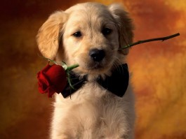 巴哥犬一个月花费：揭秘养宠成本