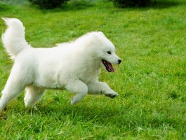 标题：三个月的红马犬——养护指南与常见问题解答