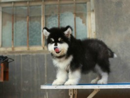 狗狗眼睛流脓：原因、诊断与治疗
