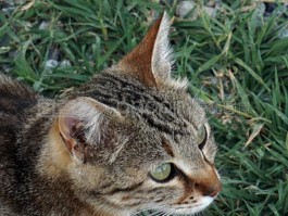 幼猫几个月打针：新手猫主必读指南