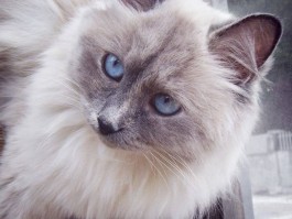 猫猫狗狗：宠物养护的全方位指南