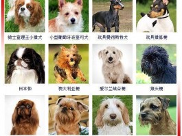 狗狗服从性训练：培养忠诚伙伴的关键步骤