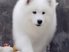 三个月的土狗有多重：了解幼犬成长的关键数据