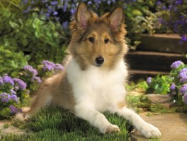 成犬在几个月：了解犬只成长的关键时期