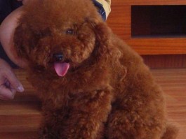 养泰迪一个月要花多少钱？揭秘泰迪犬的月度开销