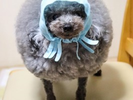 三个月的母柴犬：成长护理全攻略