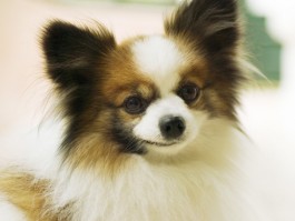 边牧几个月来月经：了解边牧犬的生理现象