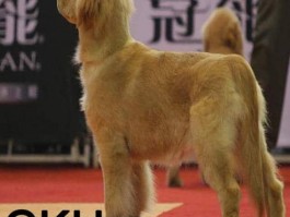 怎么让猫咪吃药：巧妙方法让你轻松解决问题