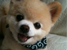 两个月大金毛怎么训练：幼犬基础训练指南