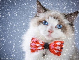 雪纳瑞三个月的样子：成长变化与护理要点