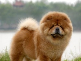 成犬是几个月的犬？揭秘犬只成长周期