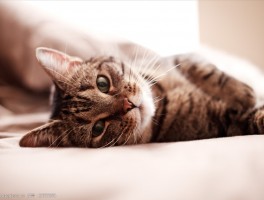 猫咪尿黏的：原因、症状与解决方法