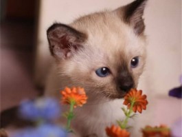 怎么选择猫咪：全方位指南